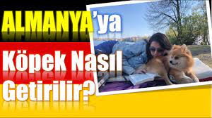 turkiye den almanya ya kopek nasil getirilir youtube