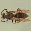 Image result for Disperis sp. nov. aff. bifida