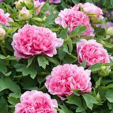 Mit dem chinesischen übernamen königin der blumen symbolisiert die pfingstrose ehre und opulente schönheit. Paeonia Suffruticosa Strauch Pfingstrose Gartnerei Schwitter Ag