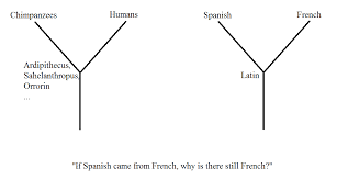 Pin By Francois Hoffman On Evolution Language Evolution Human Simplify
