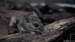 Cara bunuh tikus dalam kereta. Jika Tikus Masuk Ruang Enjin Anda Ketika Pkp Ini Gohed Gostan