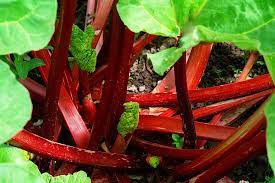 Rhubarb is easy to grow in cool climates and is a perennial. How To Plant Grow And Harvest Rhubarb