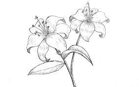 Check spelling or type a new query. 11 Step By Step Lily Flower Drawing Easy Ways Drawwiki