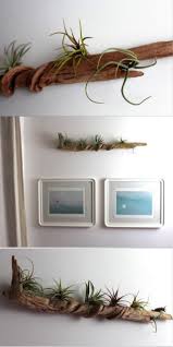 10 Diy Driftwood Decoration Ideas To Create A Unique Home Decor Air Plants Diy Air Plants Plants