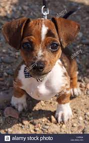 Wie sie lebensmittelmotten in küche + vorrat auf natürliche + biologische weise loswerden. Stock Photo Chihuahua Dachshund Cross Breed Dog Puppy Wearing Bowtie Chiweenie Pup Mixed Designer Hybrid Dogs Hybrid Dogs Dog Crossbreeds Chiweenie Puppies
