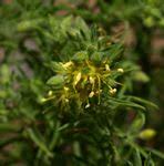 Image result for Vahliaceae