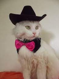 Pin By Gatinela On Cat Fashion Kitten Collars Cat Costumes Kitten Clothes