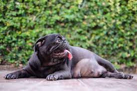 How Long Does It Take For A Dog To Have Puppies Reader S Digest