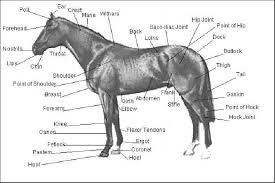 You just set something totally streaight! External Equine Anatomy All Things Equine