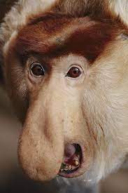 Proboscis Monkeys The Males Have Big Noses To Make Horn Like Sounds Out Of To Attract The Females Now What Girl Proboscis Monkey Monkey Pictures Monkeys Funny