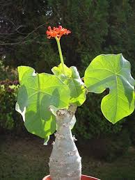 Image result for Jatropha botswanica