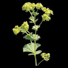 Image result for Alchemilla ellenbeckii