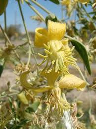The term weed is used in a variety of senses, generally centering around a plant that is not desired within a certain context. Clematis Orientalis Wikipedia