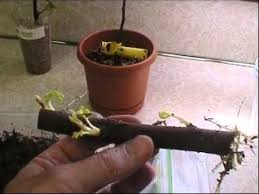 Place the pot in a greenhouse environment specified in the 'tips for success' section below. Pin On Roses Propagation