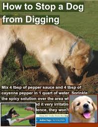 Tips For Training Dogs With A Shock Collar In 2020 Dog Behavior Problems Dog Training Dog Training Obedience