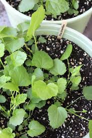 Planting zones are areas you can find on a growing zone map that show exactly which plants are best suited to thrive in your given area, or zone. How To Grow Marshmallow Plants Althaea Officinalis