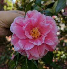 Camellia Japonica Herme Camellia Flowers Plants