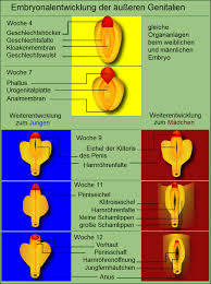Wann wächst der penis nicht mehr und was passiert, wenn sie das mittlere alter erreichen? Geschlechtsorgan Wikipedia