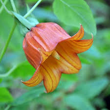 Image result for Canarina