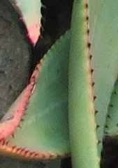 Image result for Aptosimum marlothii