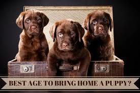 Michigan may not seem like the number one place for pets, but it offers more than one may initially think. What S The Best Age To Get When Can You Take A Labrador Puppy Home