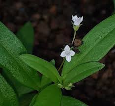 Image result for Oldenlandia