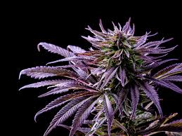 Check spelling or type a new query. A Rainbow Of Cannabis What Different Colors Tell Us About A Strain The Spokesman Review