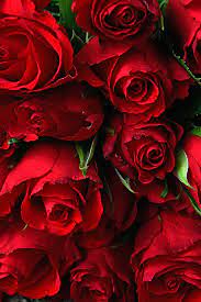 Here are 40 beautiful flower pictures to inspire you. Rose Valentine S Valentine S Day Romantic Romance Love Nice Wallpaper Piqsels