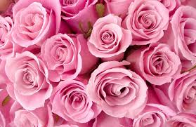 Download red rose love proposal 4k wallpaper from the above hd widescreen 4k 5k 8k ultra hd resolutions for desktops laptops, notebook, apple iphone & ipad, android mobiles & tablets. Rose Wallpaper Roses Wallpaper Murals Wallpaper 4k Best Of Wallpapers For Andriod And Ios