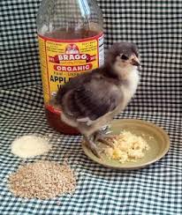 Fresh Eggs Daily The Holistic Trinity Acv Garlic And De Chicken Feed Baby Chicks Care Chickens Backyard