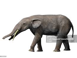 Image result for Monothecium