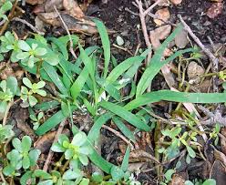 Image result for Lepturus repens