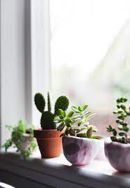 You should be careful when and how often you water your succulents because too much water can cause root rot, while not enough water will so now that you know how to water succulents the correct way, it's time to roll up your sleeves and get to planting! How Often Do I Water Succulents Popsugar Home