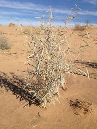 Image result for Croton madandensis