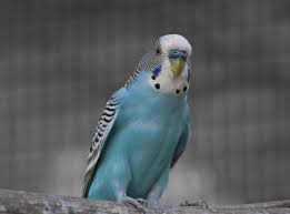Black Bird With White Stripes On Wings Dark Blue Budgie Blue Chested Budgie A Budgie With A Blue Chest And Black And White Budgies Blue Budgie Blue Chests