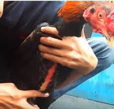 Warna kaki ayam bangkok yang bagus / cara merawat ayam pukul saraf. Teknik Kita Ayam Bangkok Performa Super