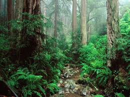 We did not find results for: Redwoods Forest Mount Free Desktop Background Free Wallpaper Image