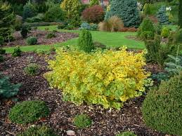Ginkgo Biloba Everton Broom I Found This As A Witches Broom On An Otherwise Normal Ginkgo Species Always Love The Butter Y Live Plants Ginkgo Tree Plants