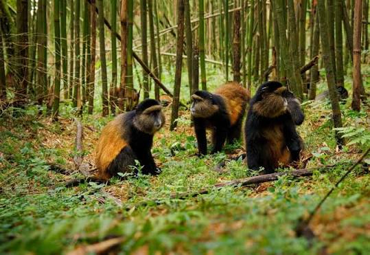 4 Days Gorillas and Golden Monkeys
