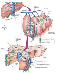 If the pain stems at the upper right portion of your abdomen under the ribs, then it is liver pain. Pin By Michelle Wood On Coding Anatomy Physiology Liver Anatomy Medical Anatomy Medical