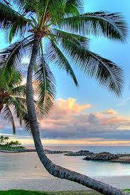 Palm Tree Sway Beautiful Beaches Beautiful Places Tropical Beaches