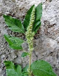 Image result for Amaranthus deflexus