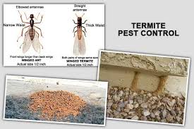 We are not an animal rescue service. Action Pest Control 242 105 Mackey Street Nassau 2021