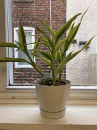 Image result for Dracaena sanderiana