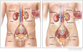 For a healthy continent cat, a full bladder is somewhere between the size of a handball and a golf ball, while the bladder of an incontinent cat can sometimes be as large as a large grapefruit. Bladder Cancer Treatment Pdq Patient Version National Cancer Institute