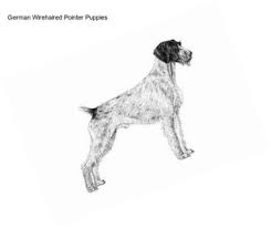 German wirehaired pointer └ dogs └ animals └ collectibles all categories antiques art baby books & magazines business & industrial cameras & photo cell phones & accessories clothing, shoes & accessories coins & paper money collectibles computers/tablets & networking consumer. 1x9s0bephhsxom