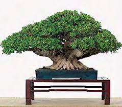 Image result for Fuirena microcarpa