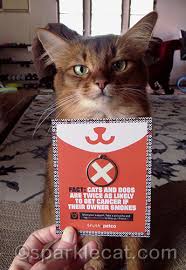 Cats, like humans, can become ill from second hand smoke. Cats And Smoking Don T Mix Plus Tips For Smokers Summer S Fabulous Cat Life