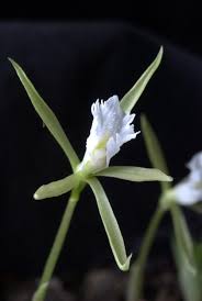 Image result for Nervilia crociformis