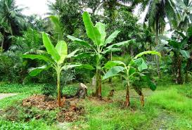 Hasil gambar untuk gambar bonggol batang pohon pisang